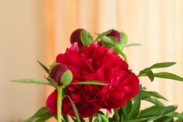 Capullo de flor de peonía — Foto de Stock