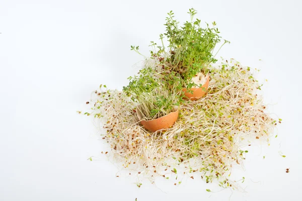 Färska Alfalfa groddar och vårägg — Stockfoto