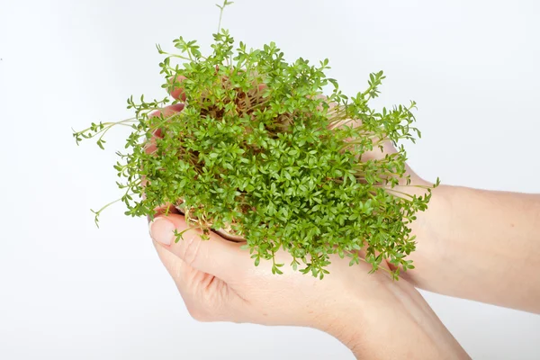 Fresh cress in the hand isolated on white background — Stock Photo, Image