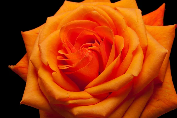 Close up image of single orange rose — Stock Photo, Image