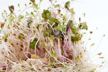 Sağlıklı beslenme. Beyaz arkaplanda taze filizler izole edildi