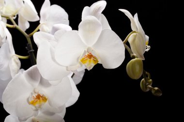 izole siyah üzerine beyaz orkide