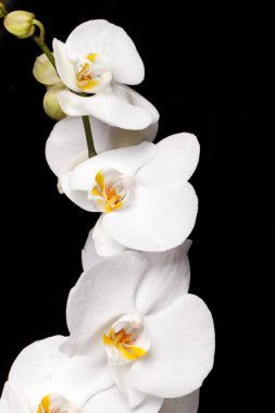 izole siyah üzerine beyaz orkide