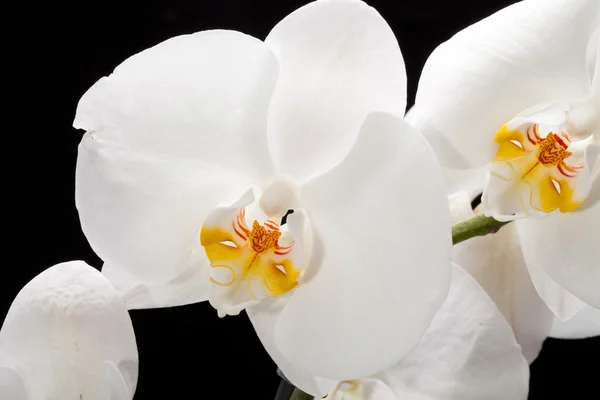 White orchid isolated on black — Stock Photo, Image