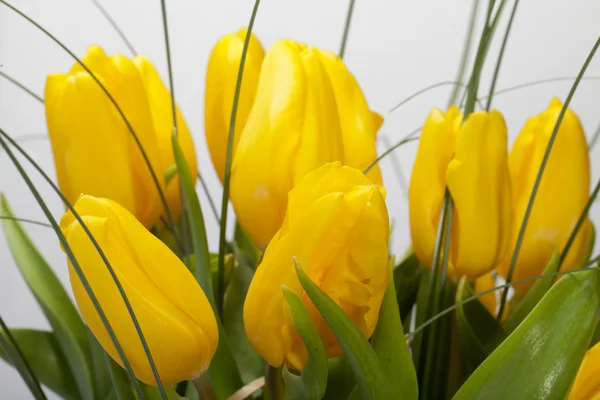 Tulipas amarelas isoladas em fundo branco — Fotografia de Stock