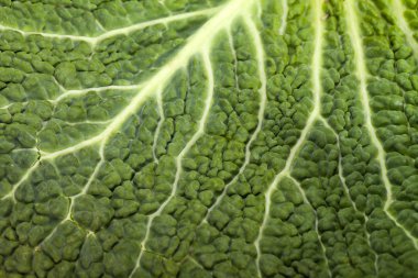 Bir doku olarak taze lahana yaprağı