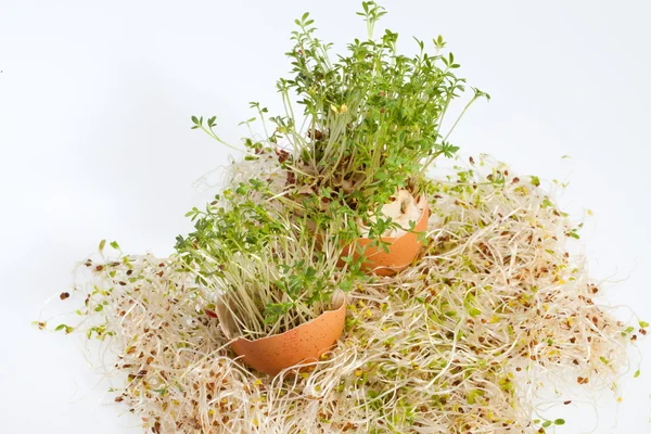 Brotes de alfalfa fresca y huevo de Pascua de primavera — Foto de Stock
