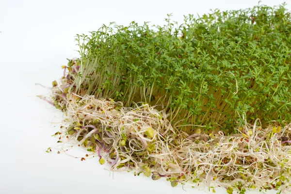 Brotes frescos de alfalfa y berros sobre fondo blanco — Foto de Stock