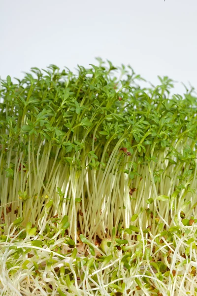 Brotes frescos de alfalfa y berros sobre fondo blanco — Foto de Stock