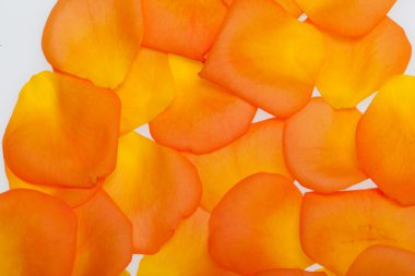 Beyaz arka plan üzerinde izole turuncu gül yaprakları