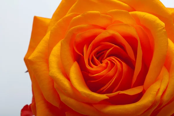 Imagen de cerca de una rosa naranja —  Fotos de Stock