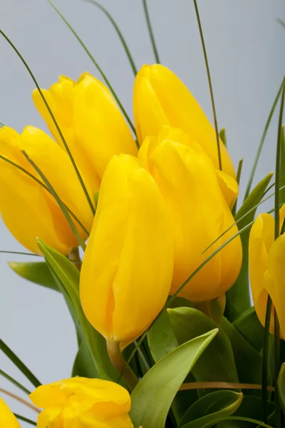 Yellow tulips isolated on white background — Stock Photo, Image
