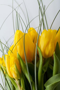 Beyaz arkaplanda izole edilmiş sarı laleler