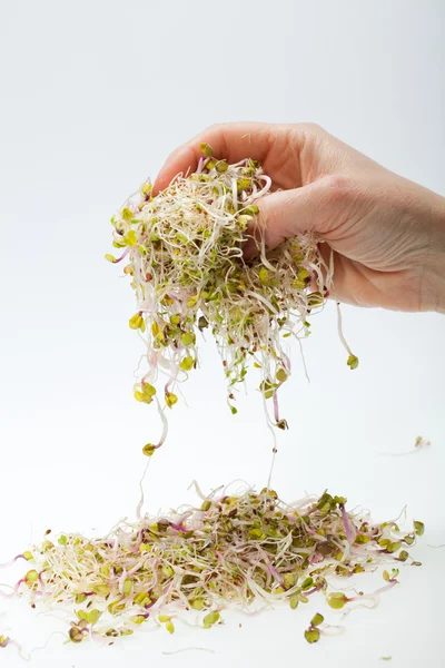 Fresh alfalfa sprouts isolated on white background — Stock Photo, Image