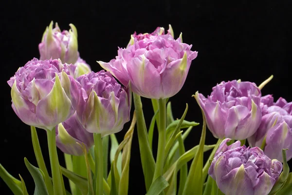 Krásné fialové tulipány crispa izolované nad černou — Stock fotografie