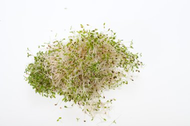 Sağlıklı beslenme. Beyaz arkaplanda taze filizler izole edildi