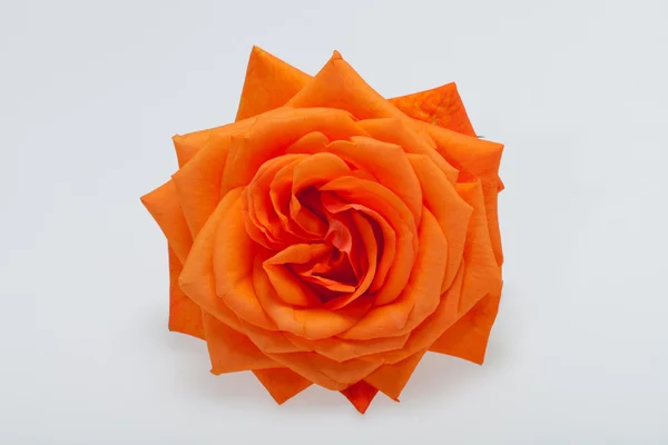 Rose unique orange isolée sur fond blanc — Photo