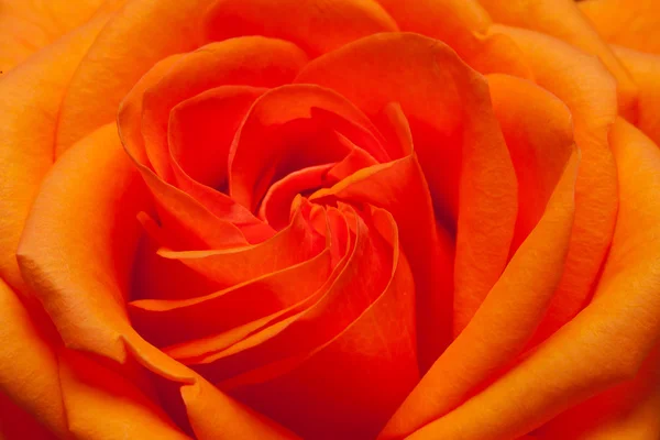 Close up image of single orange rose — Stock Photo, Image