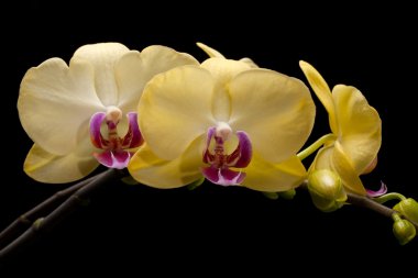 siyah arka plan üzerine izole sarı orkide