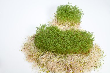 taze Yonca filizi ve tere beyaz zemin üzerine