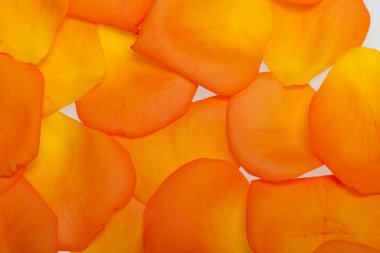 Beyaz arka plan üzerinde izole turuncu gül yaprakları