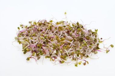 Sağlıklı beslenme. Beyaz arkaplanda taze filizler izole edildi