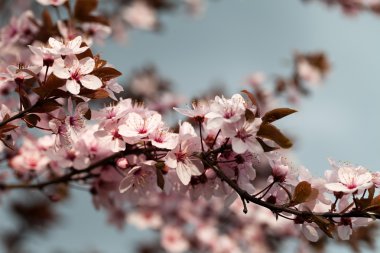 bahar bahçe. Bayındır erik ağacı