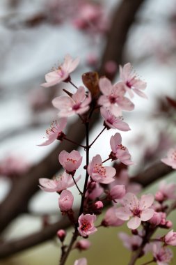 bahar bahçe. Bayındır erik ağacı