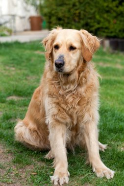 güzel golden retriever portresi