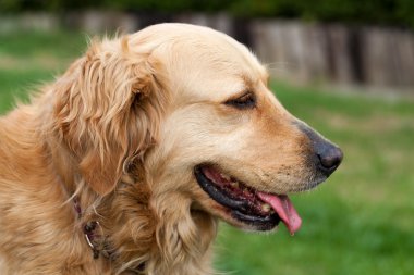 güzel golden retriever portresi