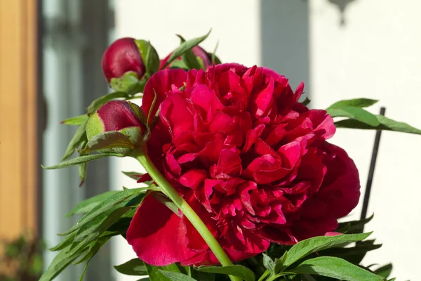 Bud van peony flowe — Stockfoto