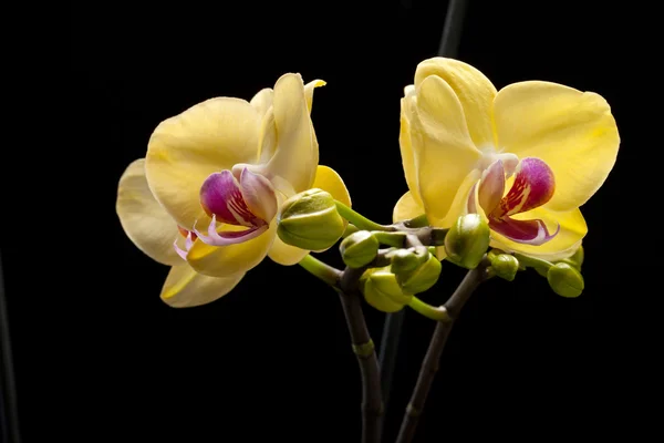 Yellow orchid isolated on black background — Stock Photo, Image