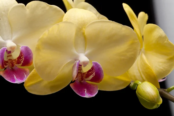 Gelbe Orchidee isoliert auf schwarzem Hintergrund — Stockfoto