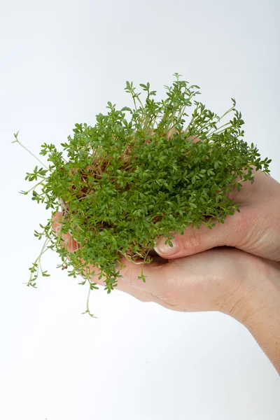 Brotes frescos de alfalfa y berros sobre fondo blanco — Foto de Stock