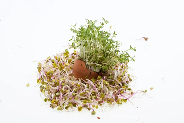 Fresh Alfalfa Sprouts and Spring Easter Egg — Stock Photo, Image