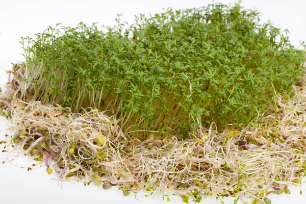 Brotes frescos de alfalfa y berros sobre fondo blanco — Foto de Stock