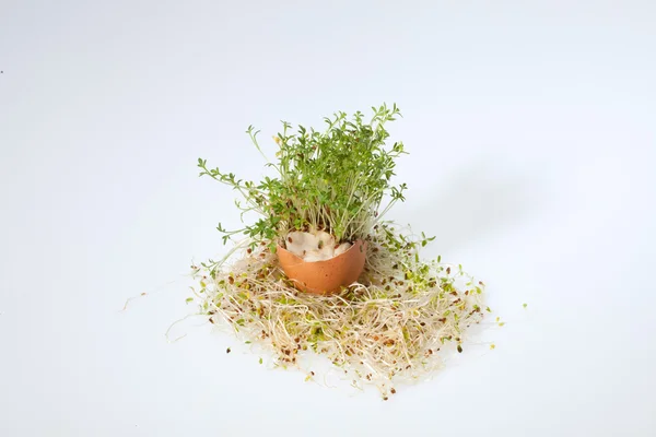 Verse Alfalfa Sprouts en Voorjaarsei — Stockfoto