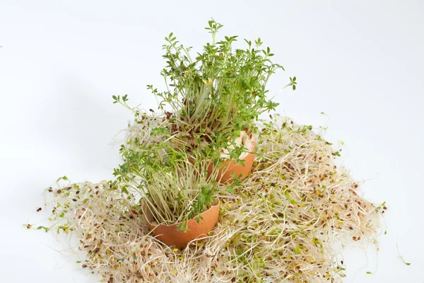 Fresh Alfalfa Sprouts and Spring Easter Egg — Stock Photo, Image