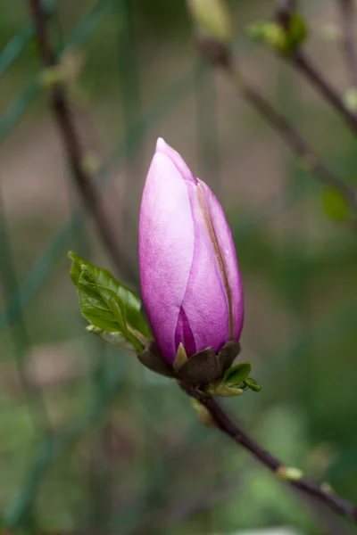 Άνθηση της δέντρα magnolia λεπτομερώς κατά τη διάρκεια της άνοιξη — Φωτογραφία Αρχείου