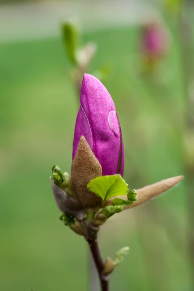 Florecimiento de magnolia en detalle durante la primavera —  Fotos de Stock