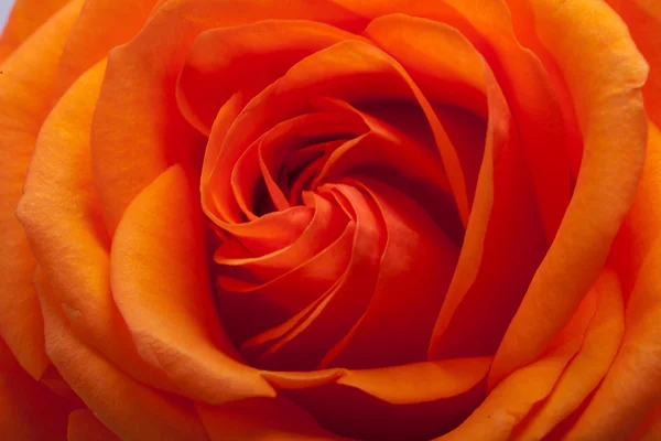 Närbild bild av enda orange ros — Stockfoto