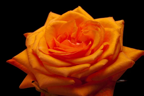 Nahaufnahme Bild einer einzelnen orangen Rose — Stockfoto