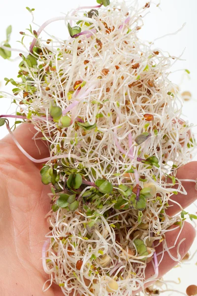 La dieta saludable. Brotes frescos aislados sobre fondo blanco — Foto de Stock