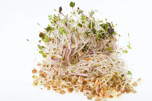 The healthy diet. Fresh sprouts isolated on white background — Stock Photo, Image