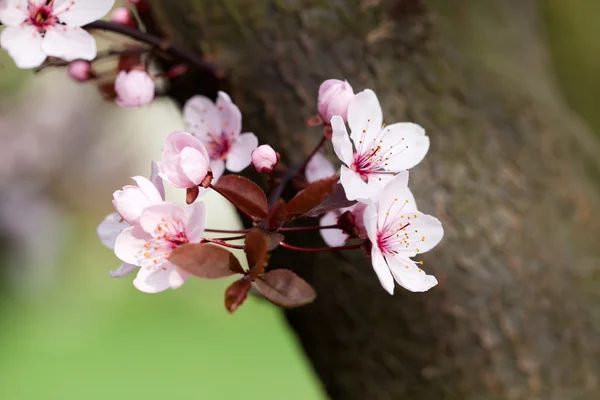 A primavera no jardim. A ameixeira florescente — Fotografia de Stock