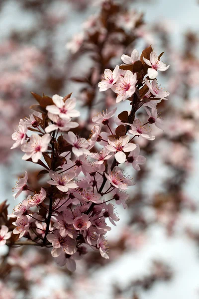 The spring in the garden. The flourishing plum tree — Stock Photo, Image