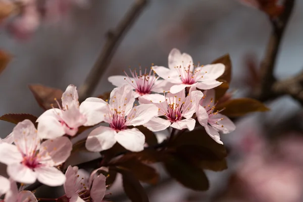 A primavera no jardim. A ameixeira florescente — Fotografia de Stock