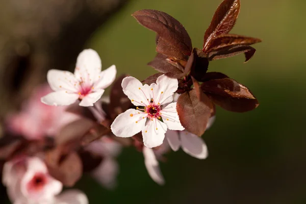 A primavera no jardim. A ameixeira florescente — Fotografia de Stock