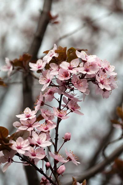 The spring in the garden. The flourishing plum tree — Stock Photo, Image