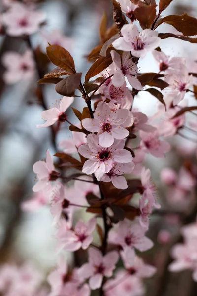 The spring in the garden. The flourishing plum tree — Stock Photo, Image